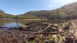 Mangrove Giants at Bobbin Head NSW Australia [upl. by Ahsienod]