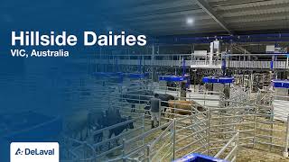 DeLaval 16 VMS™ V300 robotic milking  Hillside Dairies first milking [upl. by Nilknarf]