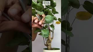 Pruning To Reduce Height Fabian Aralia  1Min or Less [upl. by Enihsnus]