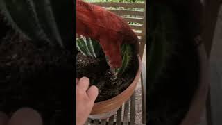 Planting Spiky Cactus [upl. by Baruch129]