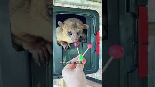 Lollipops 🍭🐻 OMG but did you see part 2 kinkajou kinkatopia lollipop candy animals [upl. by Nikola411]