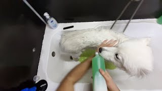 Bathing A Samoyed [upl. by Kcinemod]