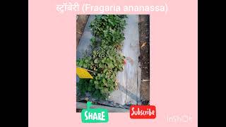 स्ट्रॉबेरी Fragaria ananassa धोम धरण वाई [upl. by Nonnag674]