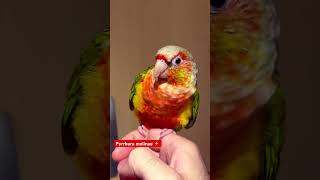 Pyrrhura molinae gcc conure phoenix pets [upl. by Ahseram]