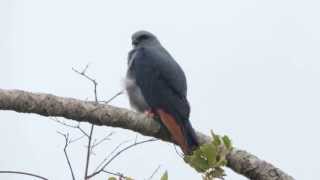 Aves Rapaces de Colombia  Aguilas y Halcones colombianos  Fauna Colombia [upl. by Amby41]