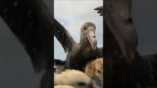 Survival of the Fittest Giant Petrels Battle for Food [upl. by Dael168]