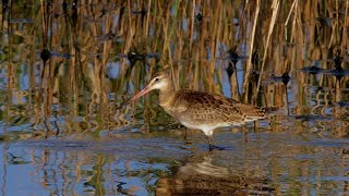 オグロシギ 野鳥 Blacktailed Godwit Limosa limosa wildbirds [upl. by Gleeson]