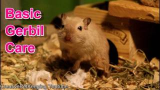 My Basic Gerbil Care Set Up [upl. by Rabah]