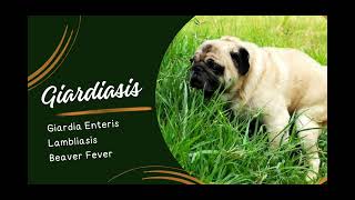 Understanding Giardiasis in Pets Symptoms Treatment and Prevention [upl. by Aronael]