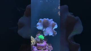 Toadstool Coral Shedding [upl. by Codd]