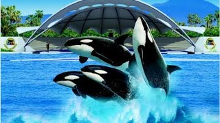 LORO PARQUE PARK Tenerife  HD  ORCA SHOW [upl. by Fabozzi]