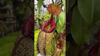 Item Short BE3966  N robcantleyi x aristolochioides x spectabilis carnivorous nepenthes [upl. by Anyr391]