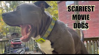 Scariest Movie Dogs  Bobby Dogs 13 Days Of Halloween [upl. by Assirod750]