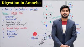 Digestion in amoeba class 11 by irtisams biology  digestion process in amoeba chapter 12 [upl. by Ariak]