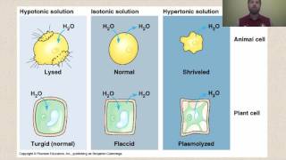 Types of Solutions [upl. by Tiduj363]