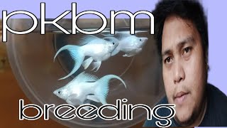 PKBM BREEDING PROJECT😇 [upl. by Iddo]