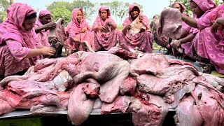 Buffalo Lungs Torkari  80 KG Fusfus Kosha Recipe  Fefsa Curry Cooking for 450 People of Village [upl. by Znieh]