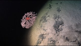 Guaranteed Discovery  Seamounts of the Southeast Pacific  Week 1 [upl. by Feola]