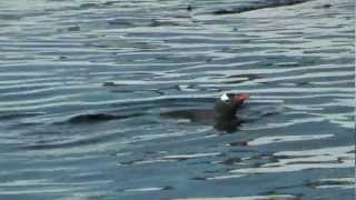 Eselspinguine suchen im flachen Wasser nach Nahrung [upl. by Pepito]