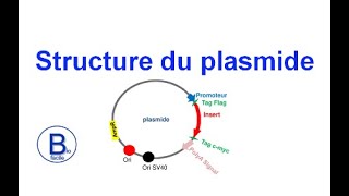 Structure du plasmide [upl. by Assilat892]