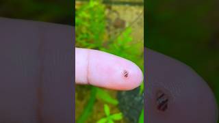 quotI Never Expected This to Happen in My Planted Tankquot shortsvideo snaillife snails assassinsnail [upl. by Reinhart]