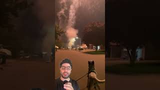 This dog loves fireworks shorts fireworks dogs [upl. by Mancino]