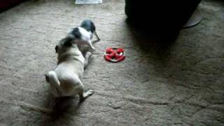 Baby Pot Belly Pig Plays With Pug [upl. by Lana]