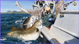 How American Fishermen Catch Giant Cod Using Commercial Longline Fishing Vessel  Long Line Fishing [upl. by Pearson]