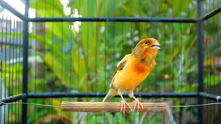 This prestigious stage of the amazing canary song of 2024 used to train young male canaries perform [upl. by Heinrike79]