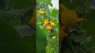 SOLANUM MAMMOSUM [upl. by Shaikh]