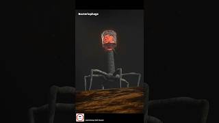 Bacteriophage Injecting DNA into Bacteria cell 🦠😱 [upl. by Arlo]