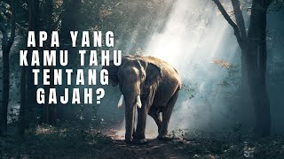 5 Fakta Unik Gajah yang Mungkin Kamu Belum Ketahui  Cek Sekarang [upl. by Guglielma633]