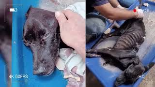 Heartbreaking Rescue Starving Dog with Visible Ribs and Blindness [upl. by Delores776]