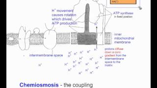 Cellular Respiration Part 6 Chemiosmosis and Summary IB Biology [upl. by Martinic292]