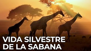 El Mundo Salvaje La Sabana Africana  Free Documentary Nature  Español [upl. by Einahc]