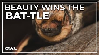 Oregon bat wins national beauty contest [upl. by Neu]