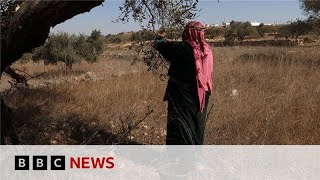 Palestinian olive harvest under threat from Israeli attacks and restrictions  BBC News [upl. by Fineberg]