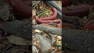 Baby Millipede Care Secrets Revealed in 24 Hours 4 [upl. by Guthry553]