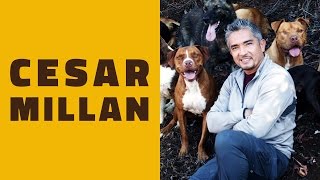 A minha opinião sobre CESAR MILLAN o encantador de cães [upl. by Alicirp]