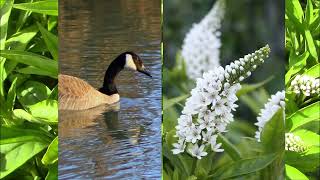 Gooseneck Loosestrife Thriving Plant Tuesday [upl. by Hodess309]