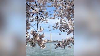 🌸DCs cherry blossoms reach peak bloom🌸 FOX 5 DC [upl. by Ioves1]