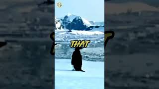 BBCs Flying Penguins Prank AprilFools BBCPrank facts historyfactshistory [upl. by Haidebez]