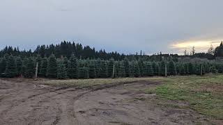 Christmas tree farm part 3 [upl. by Ximena315]