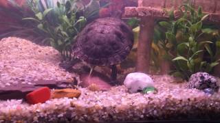 YellowBellied Slider Setup  Juvenile [upl. by Tempest225]