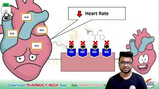 MECHANISM ACTION OF ATROPINE  PHARMACOLOGY [upl. by Knox]