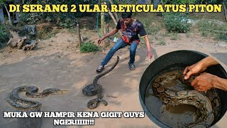 rescue ular sanca  reticulatus piton yang masuk ke rumah warga kita bawa dan kita amankan [upl. by Ahsaercal]