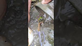 Amazing Pitcher Fishing videos fish fishing shorts foryou viral trending [upl. by Nnairet]