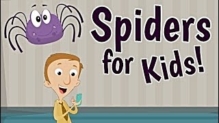 Spiders for Kids [upl. by Guilbert]