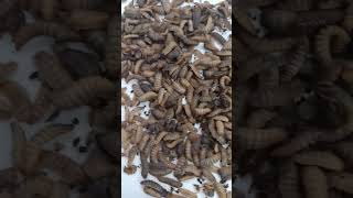 black fly larva larva blackfly work petstore bugs Flys shorts [upl. by Derick574]