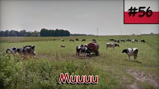 Trafiłem na IMPERIUM KRÓW 🐄👑  GEOGUESSR SPEEDRUN w POLSCE 56 🇵🇱🗺️ [upl. by Mahmoud]